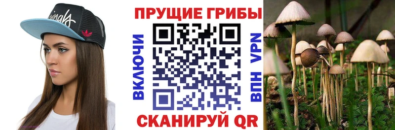 Псилоцибиновые грибы Psilocybe  как найти   блэк спрут онион  Тихорецк 